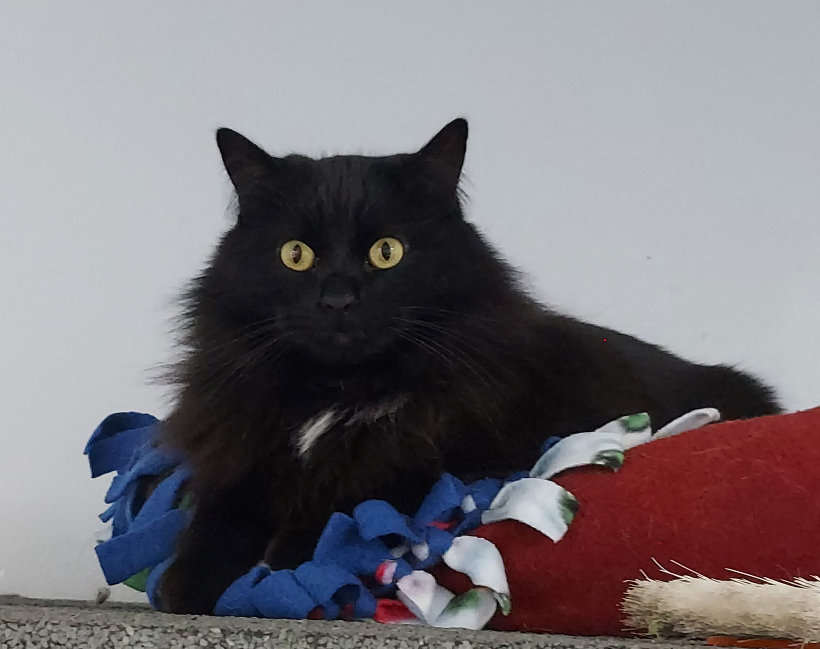 Grommet (Bonded with Salem), an adoptable Domestic Medium Hair in Montello, WI, 53949 | Photo Image 1