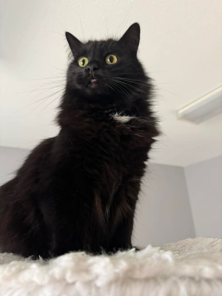 Grommet (Bonded with Salem), an adoptable Domestic Medium Hair in Montello, WI, 53949 | Photo Image 2