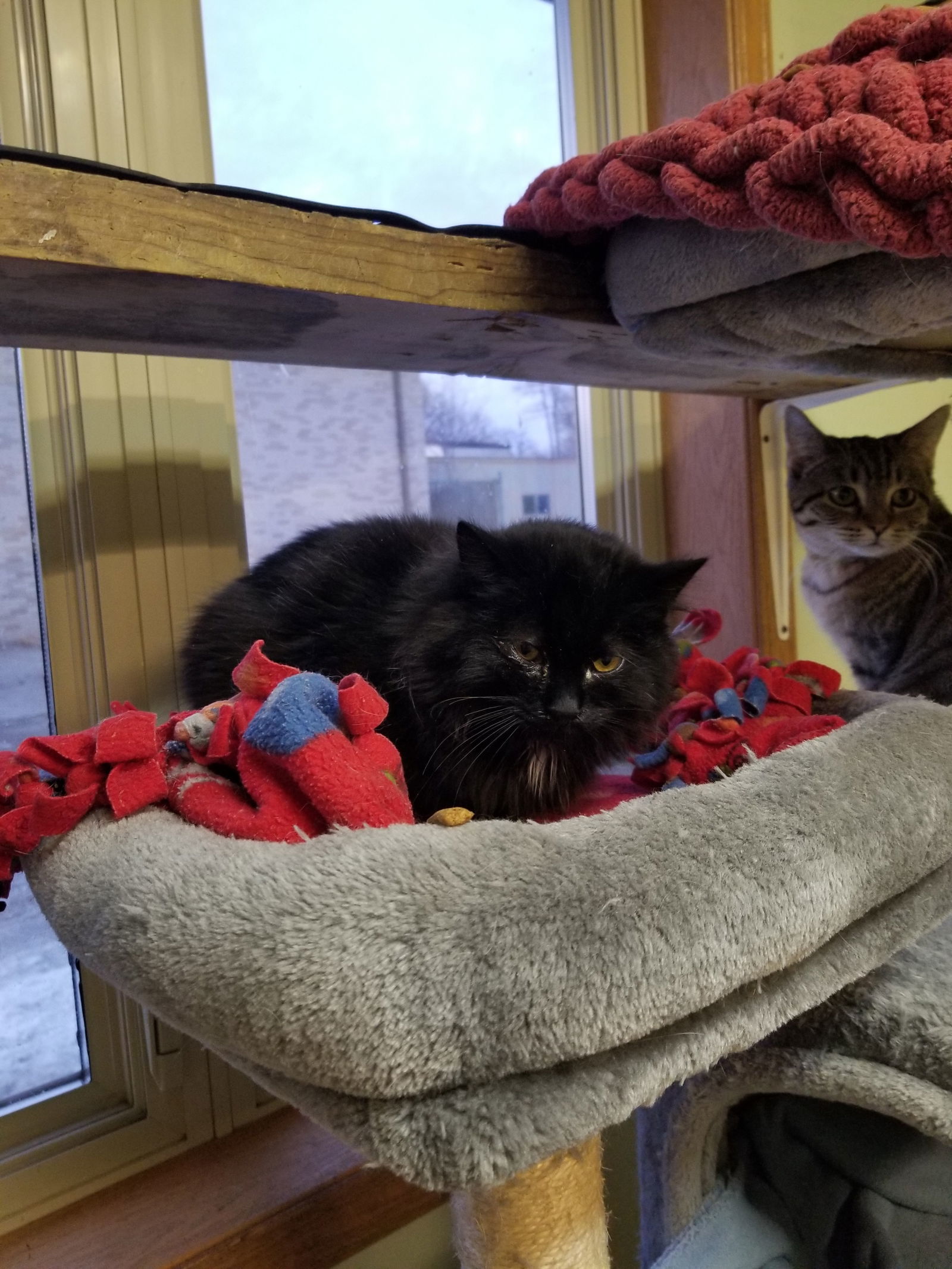 Grommet, an adoptable Domestic Medium Hair in Montello, WI, 53949 | Photo Image 3