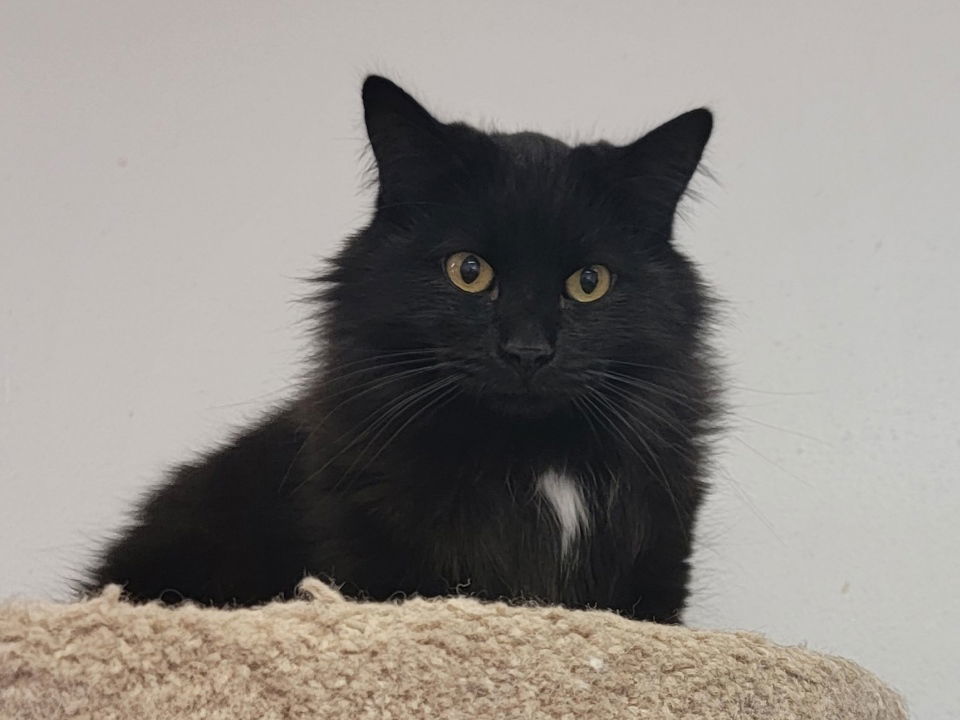 Grommet (Bonded with Salem), an adoptable Domestic Medium Hair in Montello, WI, 53949 | Photo Image 3