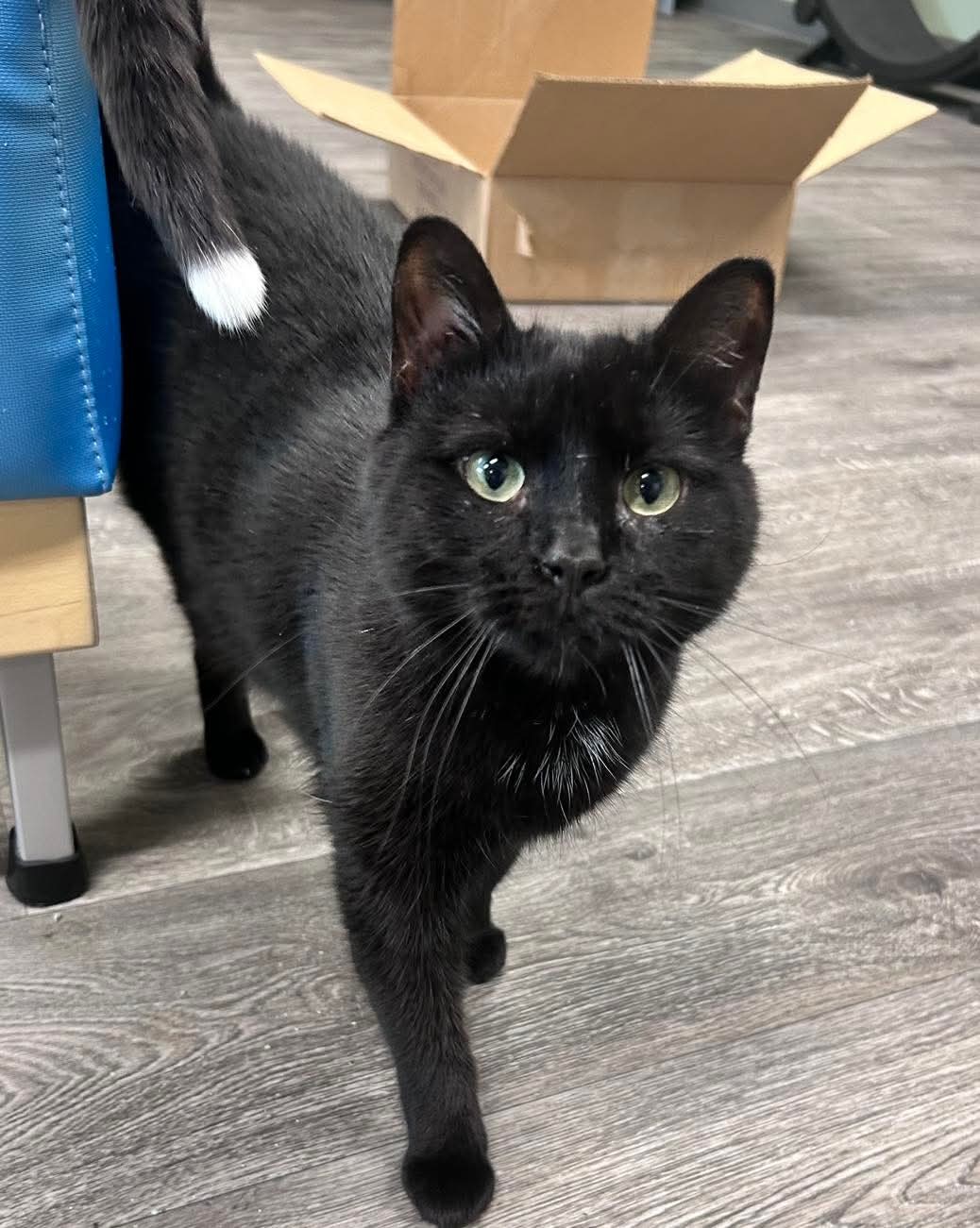 Elsie/LC @ The Cat's Brew, an adoptable Domestic Short Hair in Montello, WI, 53949 | Photo Image 1