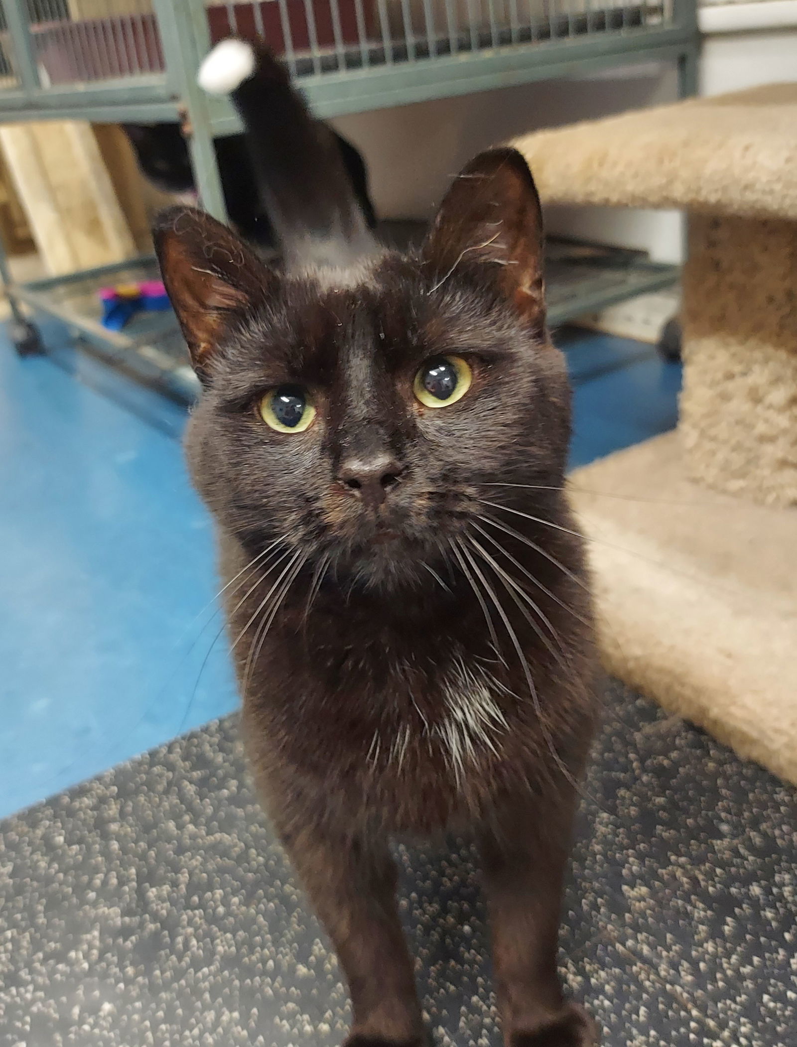 Elsie/LC @ The Cat's Brew, an adoptable Domestic Short Hair in Montello, WI, 53949 | Photo Image 2
