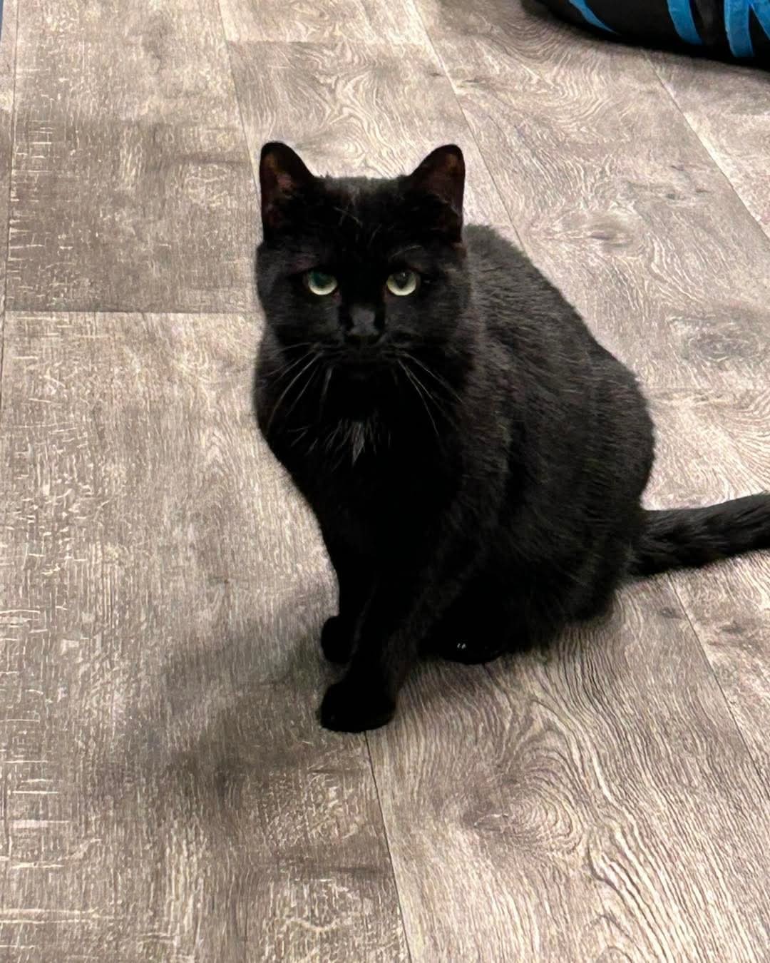 Elsie/LC @ The Cat's Brew, an adoptable Domestic Short Hair in Montello, WI, 53949 | Photo Image 3