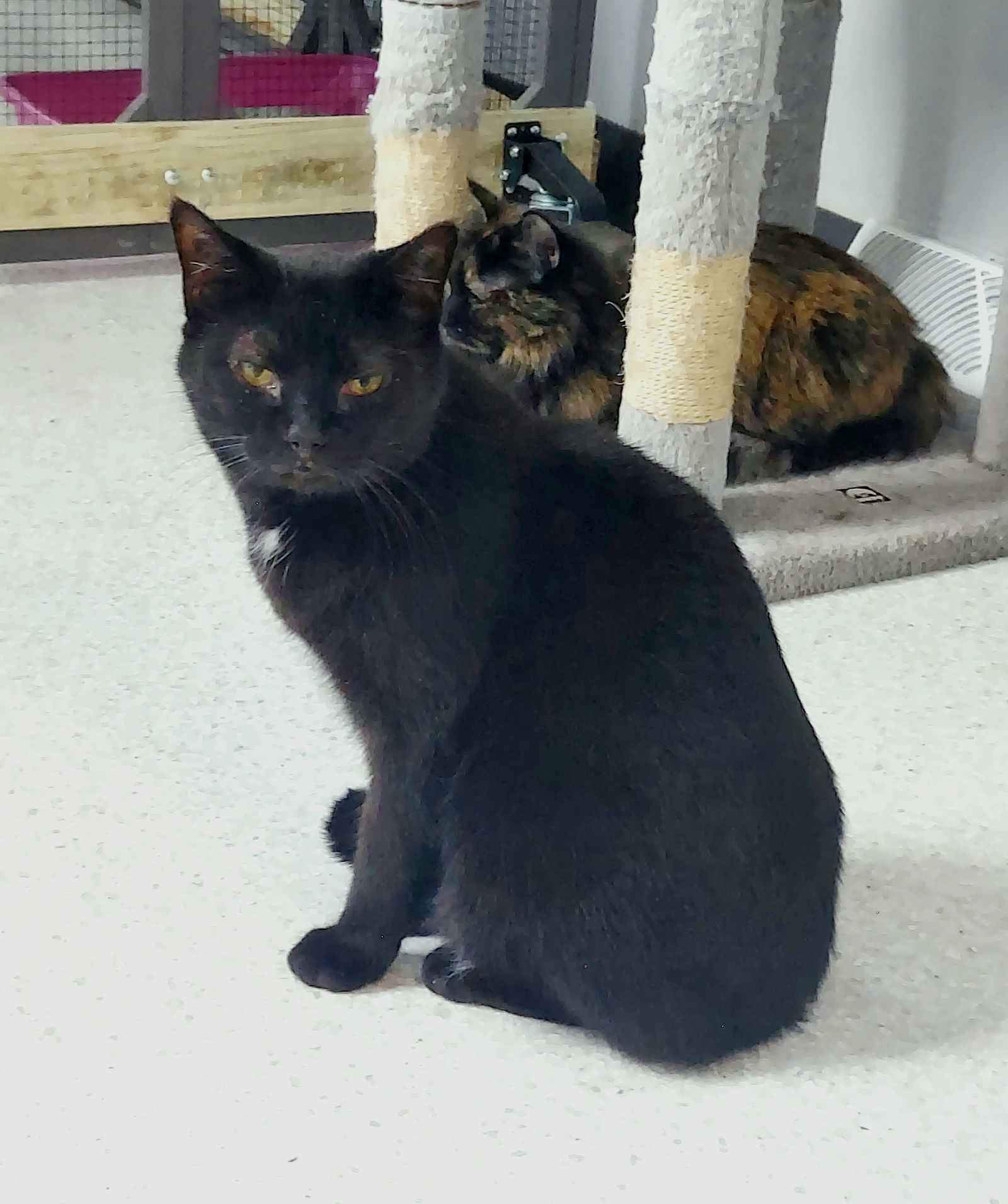 Dakota, an adoptable Domestic Short Hair in Montello, WI, 53949 | Photo Image 1