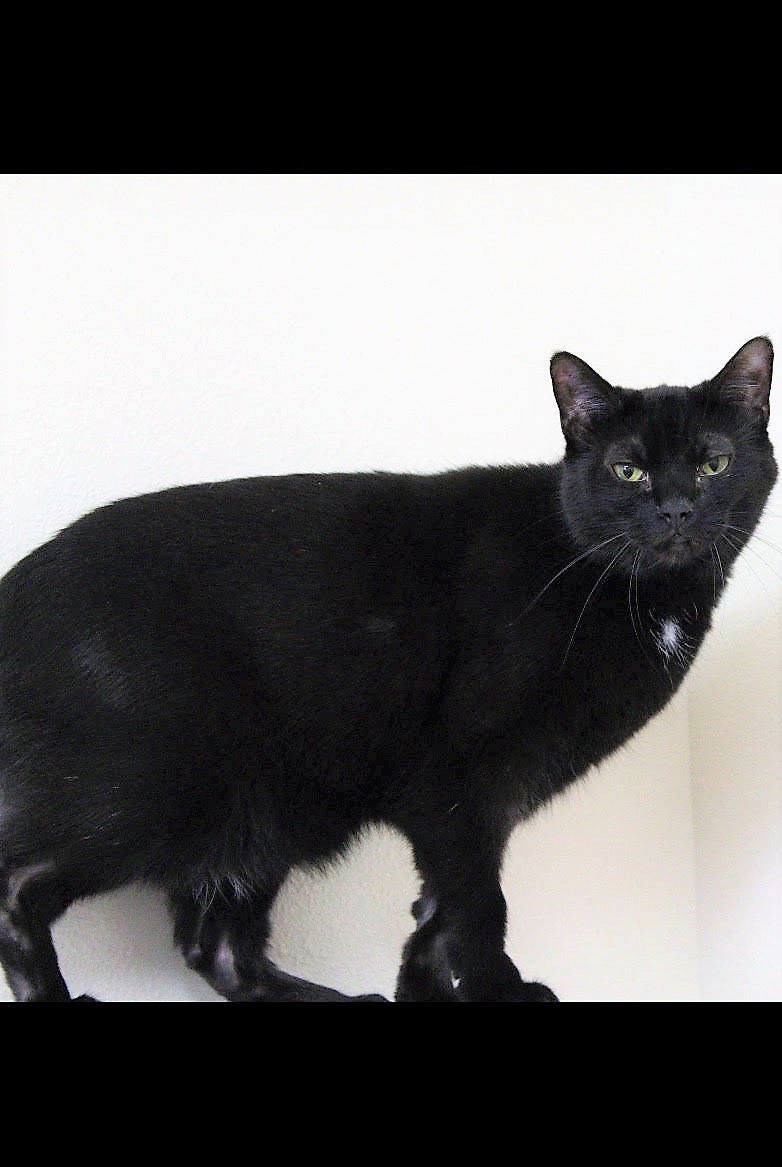 Dakota, an adoptable Domestic Short Hair in Montello, WI, 53949 | Photo Image 2
