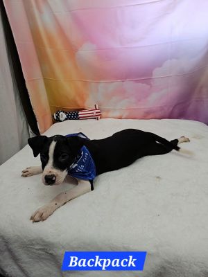 Backpack Rat Terrier Dog