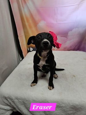 Eraser Rat Terrier Dog