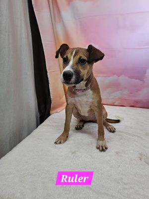 Ruler Rat Terrier Dog