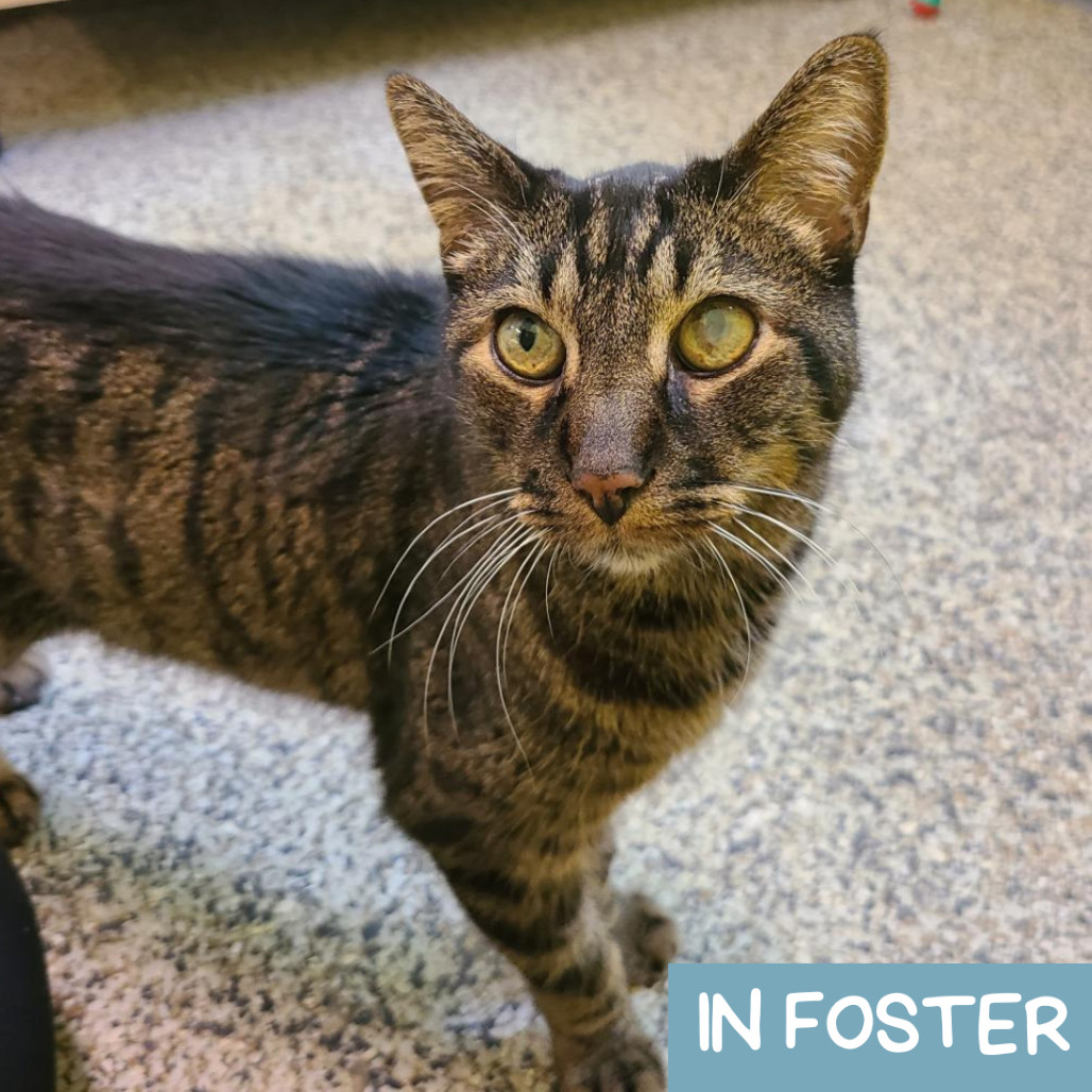Luva, an adoptable Domestic Short Hair in Denver, CO, 80223 | Photo Image 1