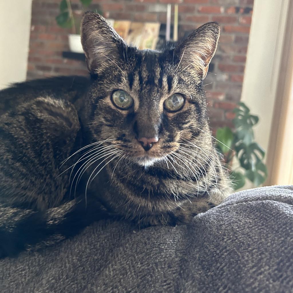 Luva, an adoptable Domestic Short Hair in Denver, CO, 80223 | Photo Image 2