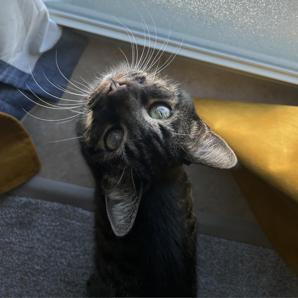 Luva, an adoptable Domestic Short Hair in Denver, CO, 80223 | Photo Image 4