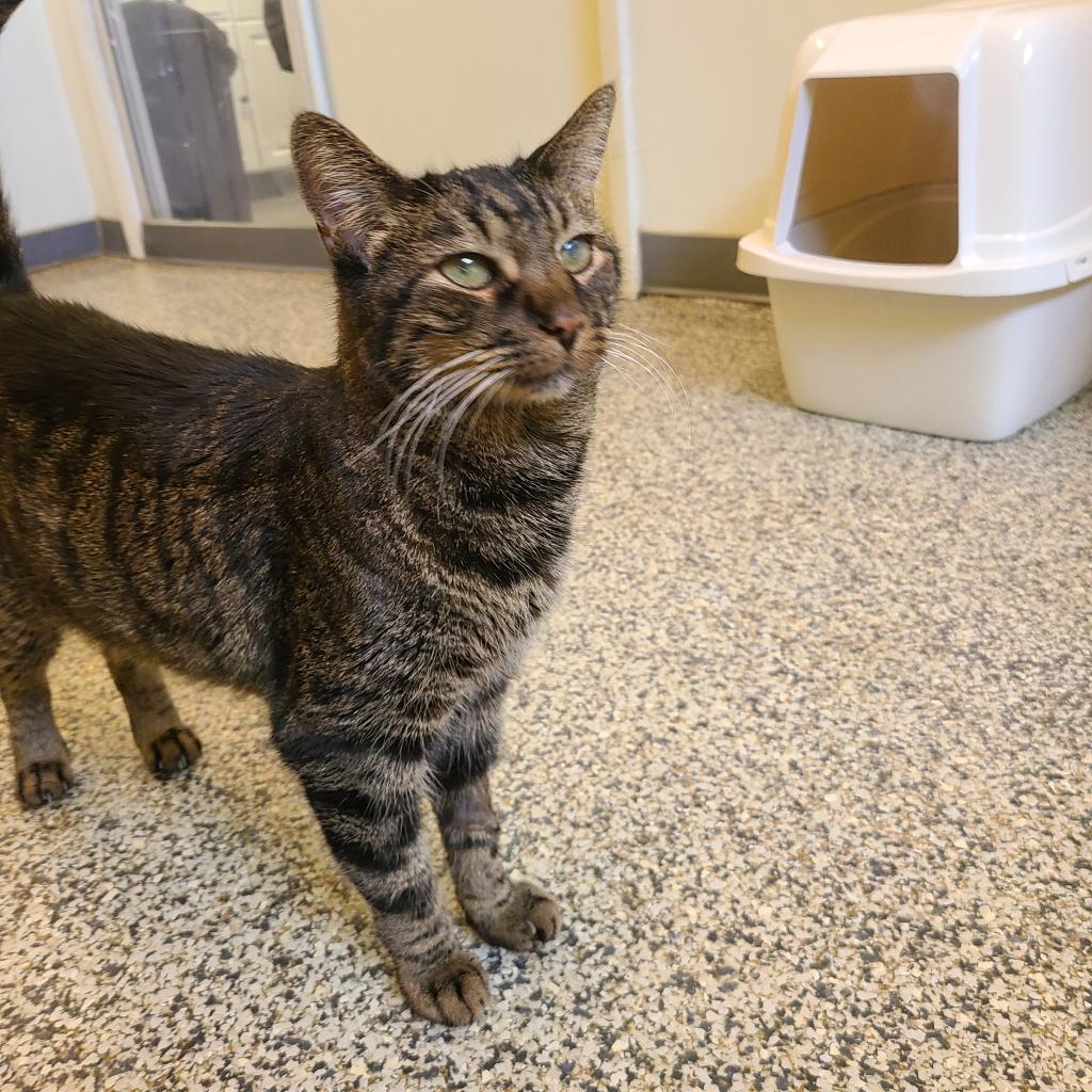 Luva, an adoptable Domestic Short Hair in Denver, CO, 80223 | Photo Image 5