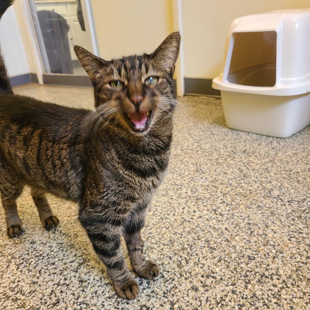 Luva, an adoptable Domestic Short Hair in Denver, CO, 80223 | Photo Image 6