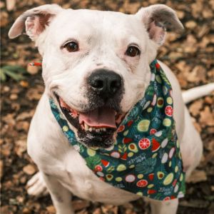 Magnolia, Senior Female Pit Bull Terrier