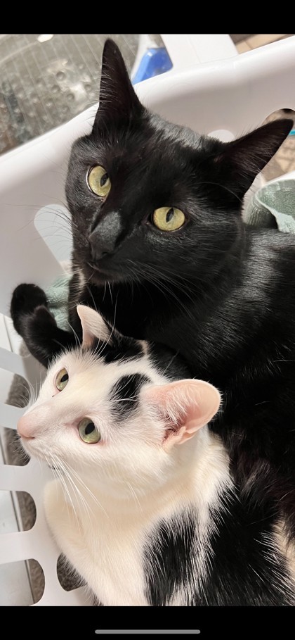 Oliver, an adoptable Domestic Short Hair in Hastings, MN, 55033 | Photo Image 2