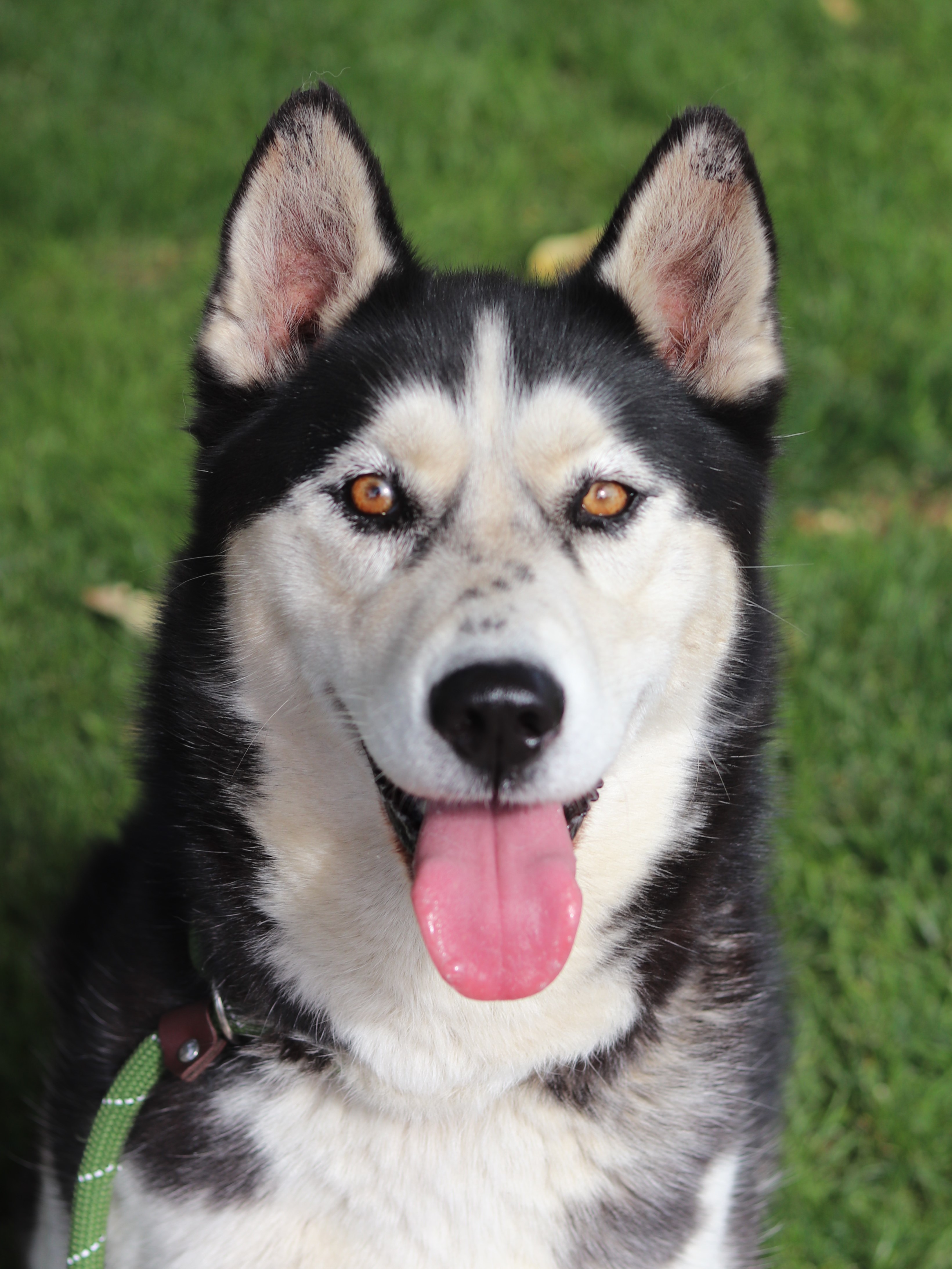 Makila, an adoptable Mixed Breed in Walla Walla, WA, 99362 | Photo Image 1