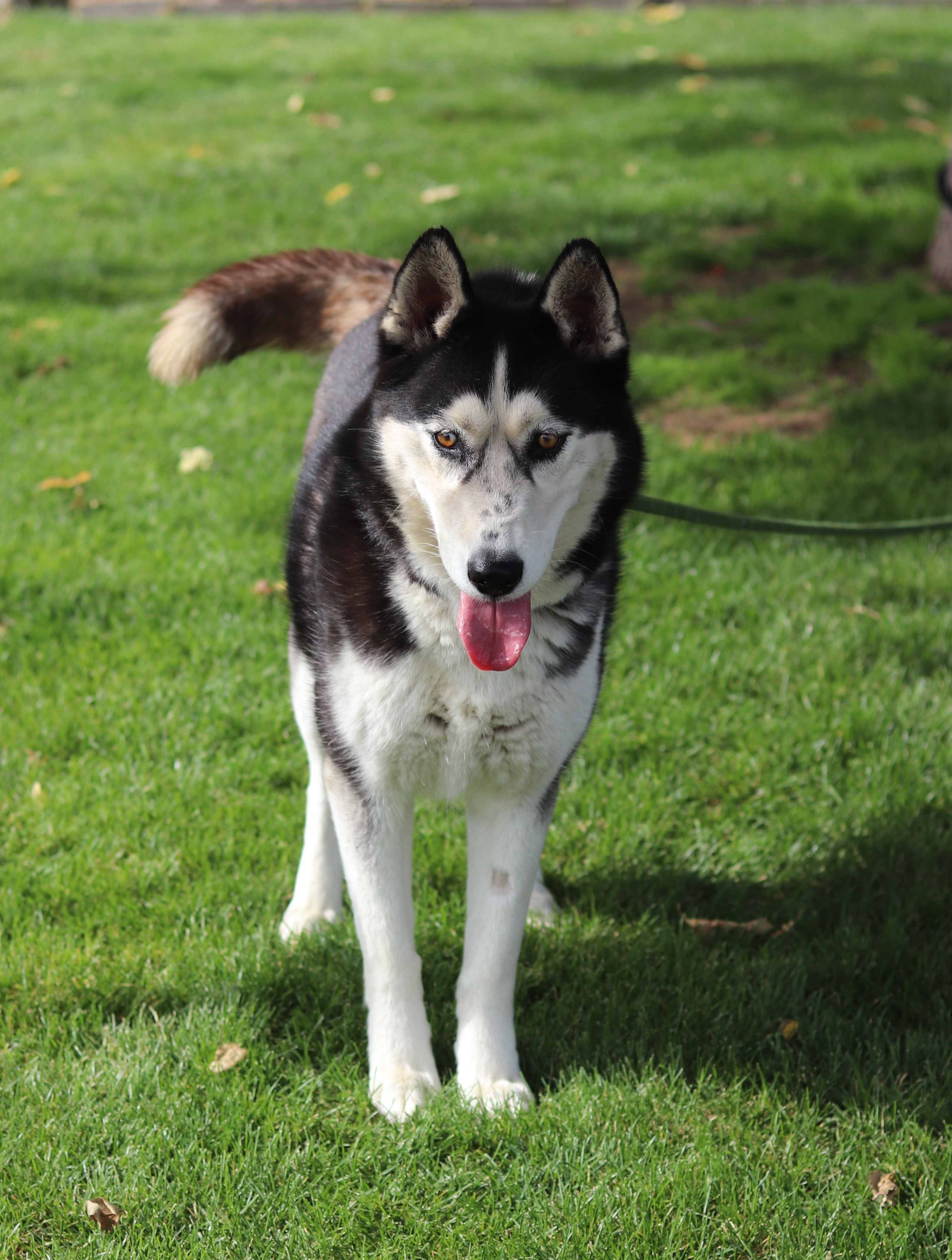 Makila, an adoptable Mixed Breed in Walla Walla, WA, 99362 | Photo Image 2