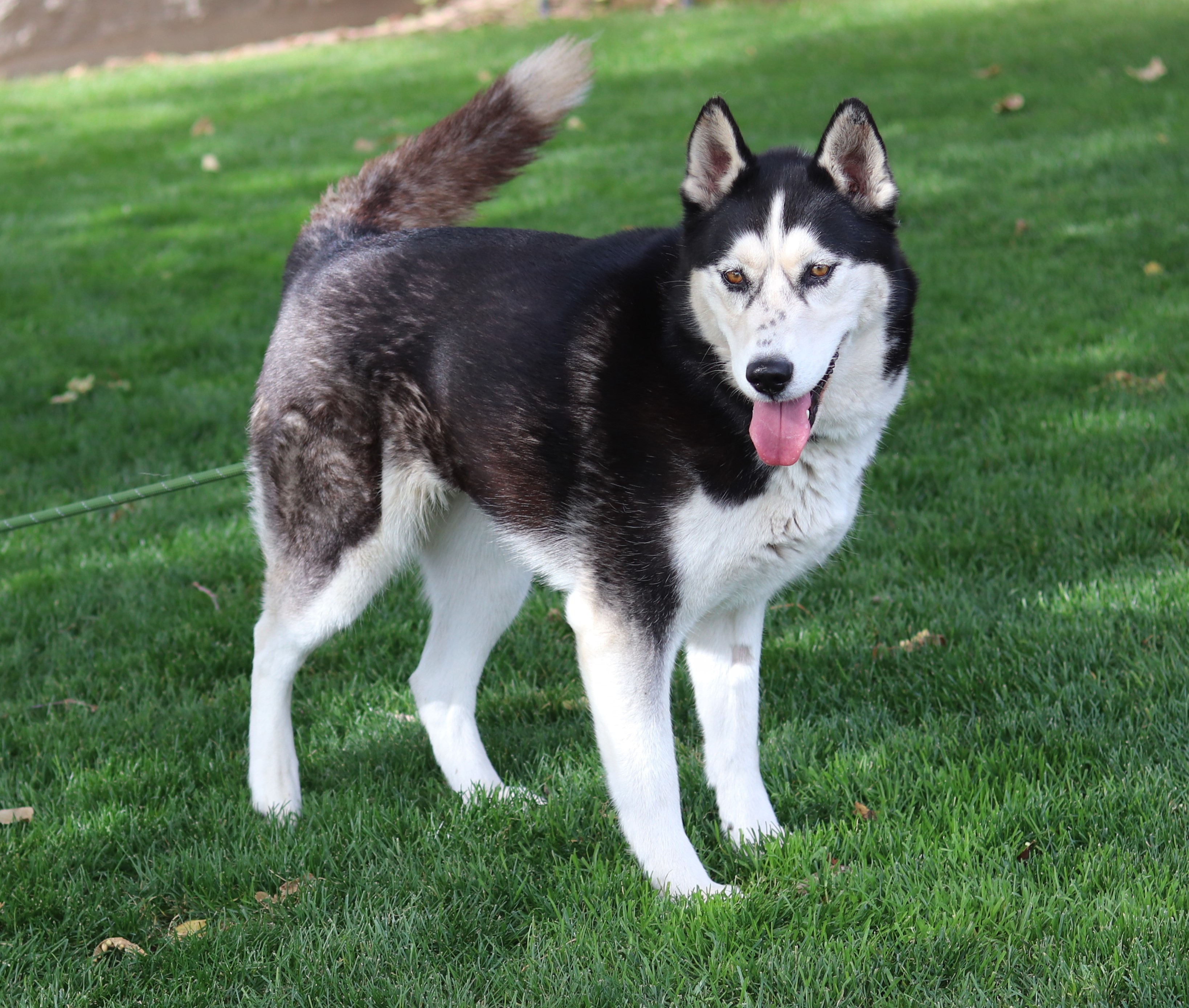 Makila, an adoptable Mixed Breed in Walla Walla, WA, 99362 | Photo Image 3