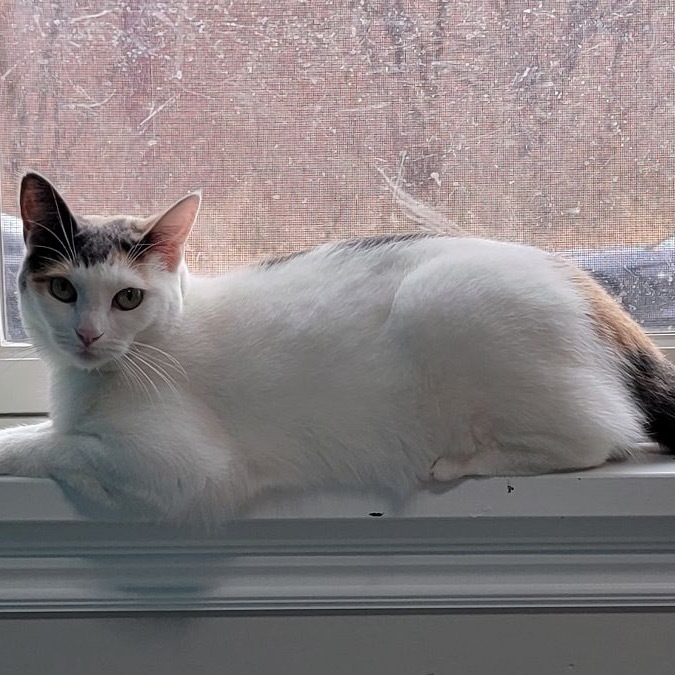 Diva 8637, an adoptable Domestic Short Hair, Snowshoe in Lansing, MI, 48912 | Photo Image 5