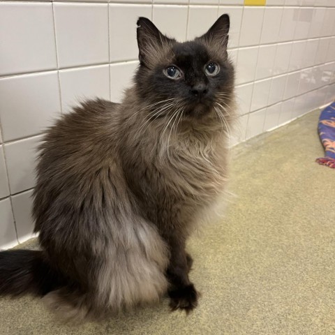 Scooter, an adoptable Balinese, Domestic Short Hair in Nashville, TN, 37205 | Photo Image 1