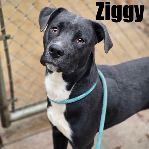 Ziggy 240853, an adoptable Mixed Breed in Escanaba, MI, 49829 | Photo Image 1