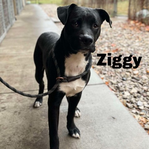 Ziggy 240853, an adoptable Mixed Breed in Escanaba, MI, 49829 | Photo Image 2