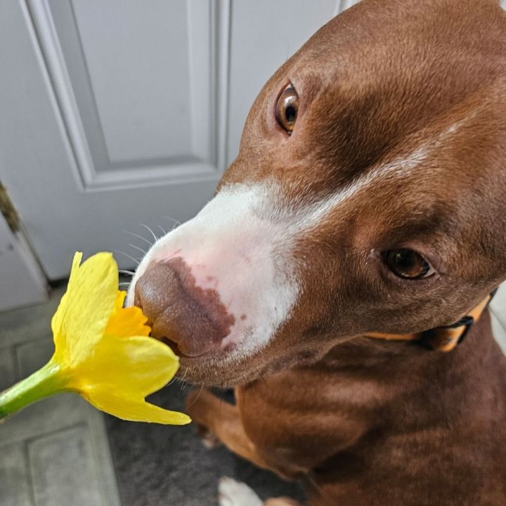 Millie - In Foster 1