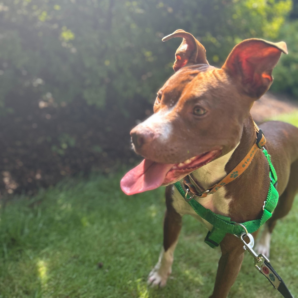 Millie - In Foster, an adoptable American Staffordshire Terrier in Grand Rapids, MI, 49503 | Photo Image 1