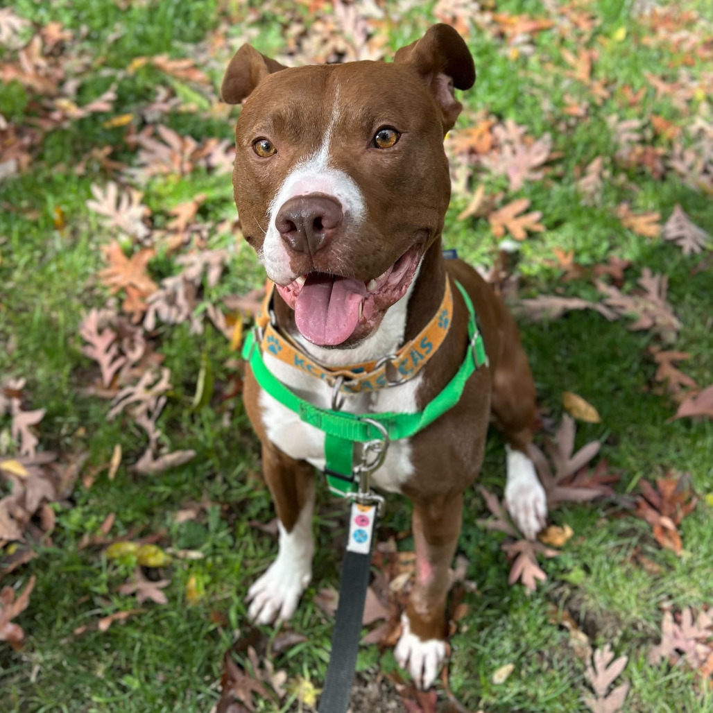 Millie - In Foster, an adoptable American Staffordshire Terrier in Grand Rapids, MI, 49503 | Photo Image 1