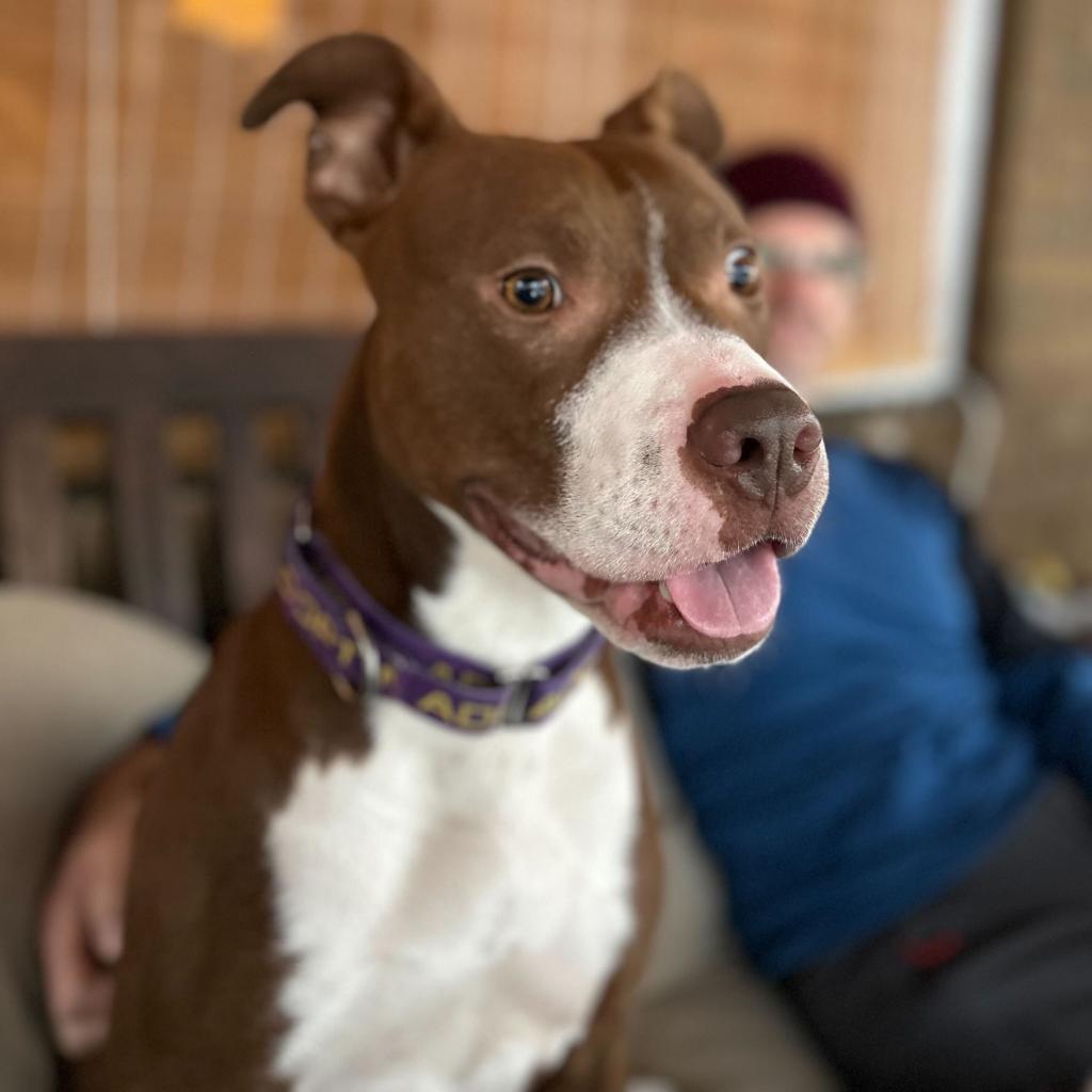 Millie - In Foster, an adoptable American Staffordshire Terrier in Grand Rapids, MI, 49503 | Photo Image 2