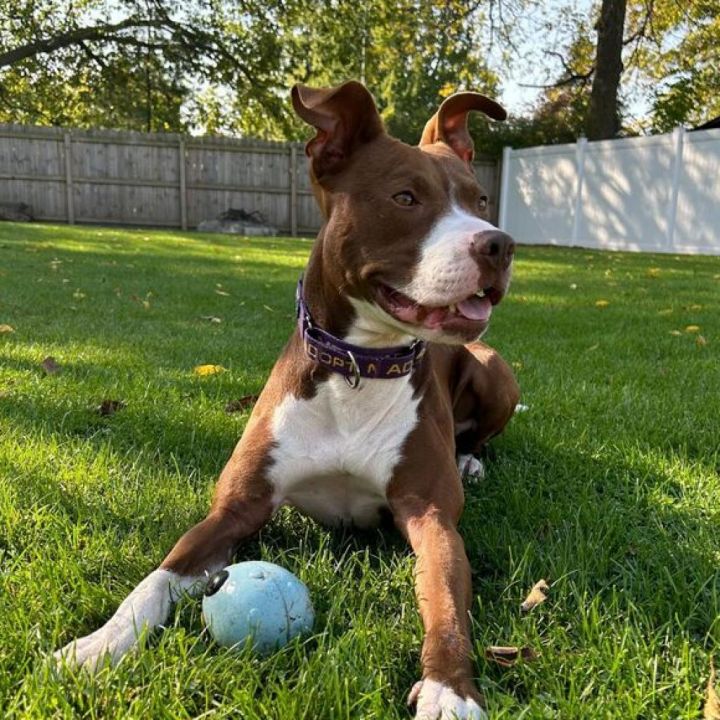 Millie - In Foster 3