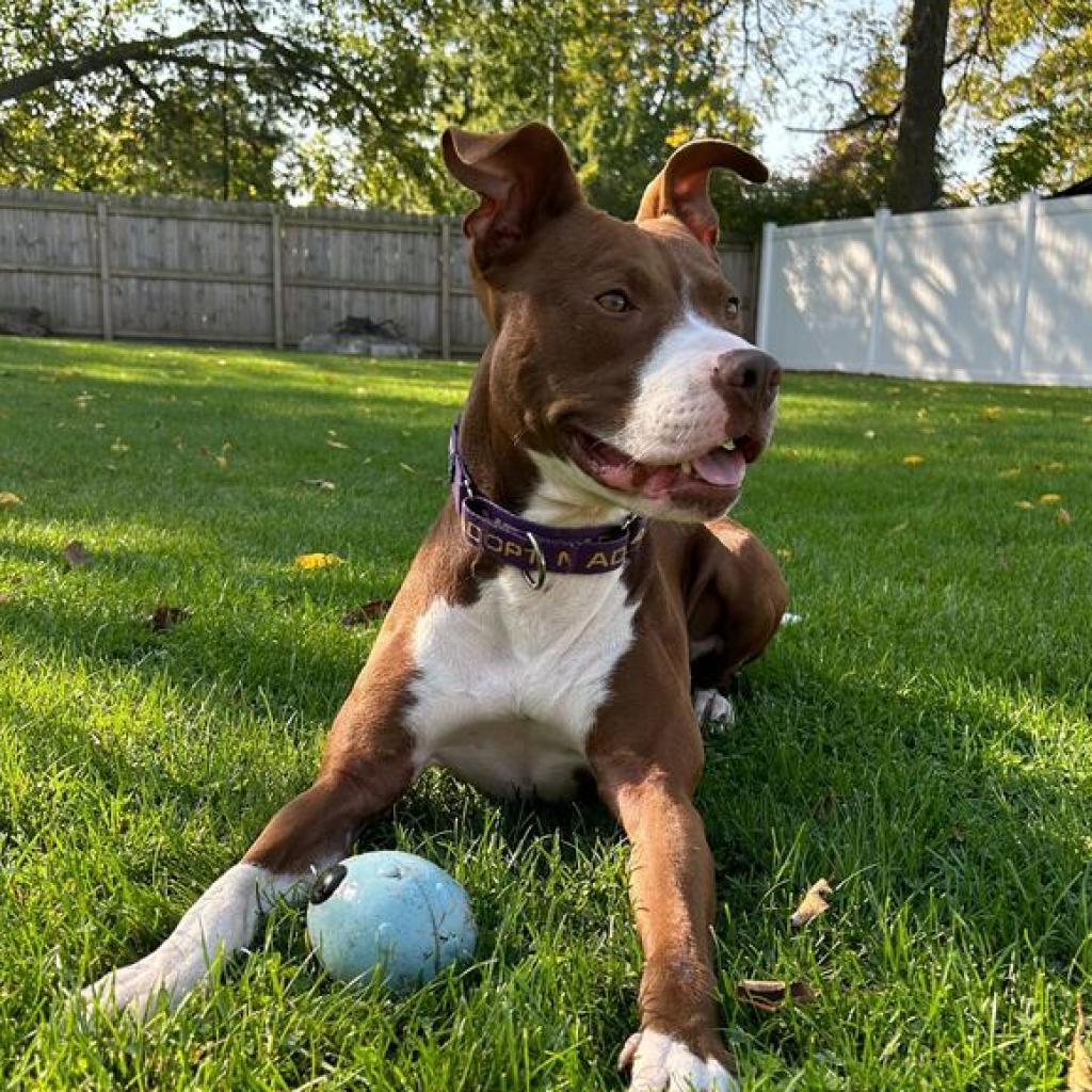 Millie - In Foster, an adoptable American Staffordshire Terrier in Grand Rapids, MI, 49503 | Photo Image 3