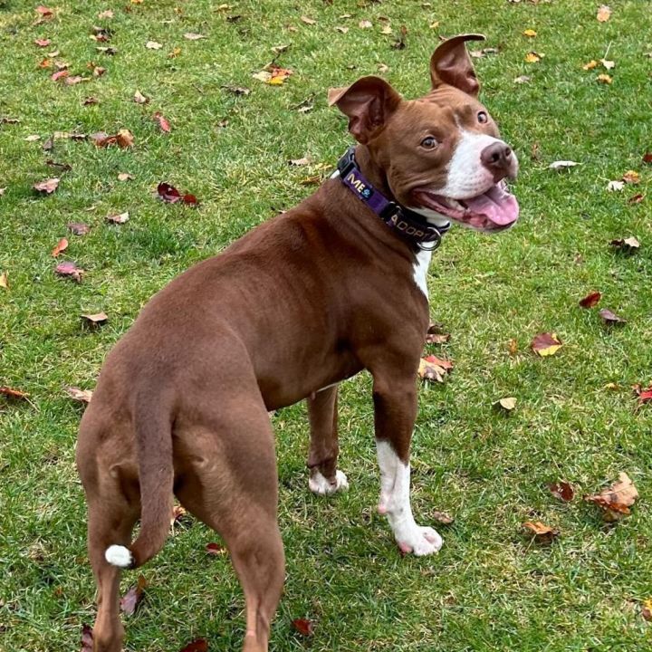 Millie - In Foster 4