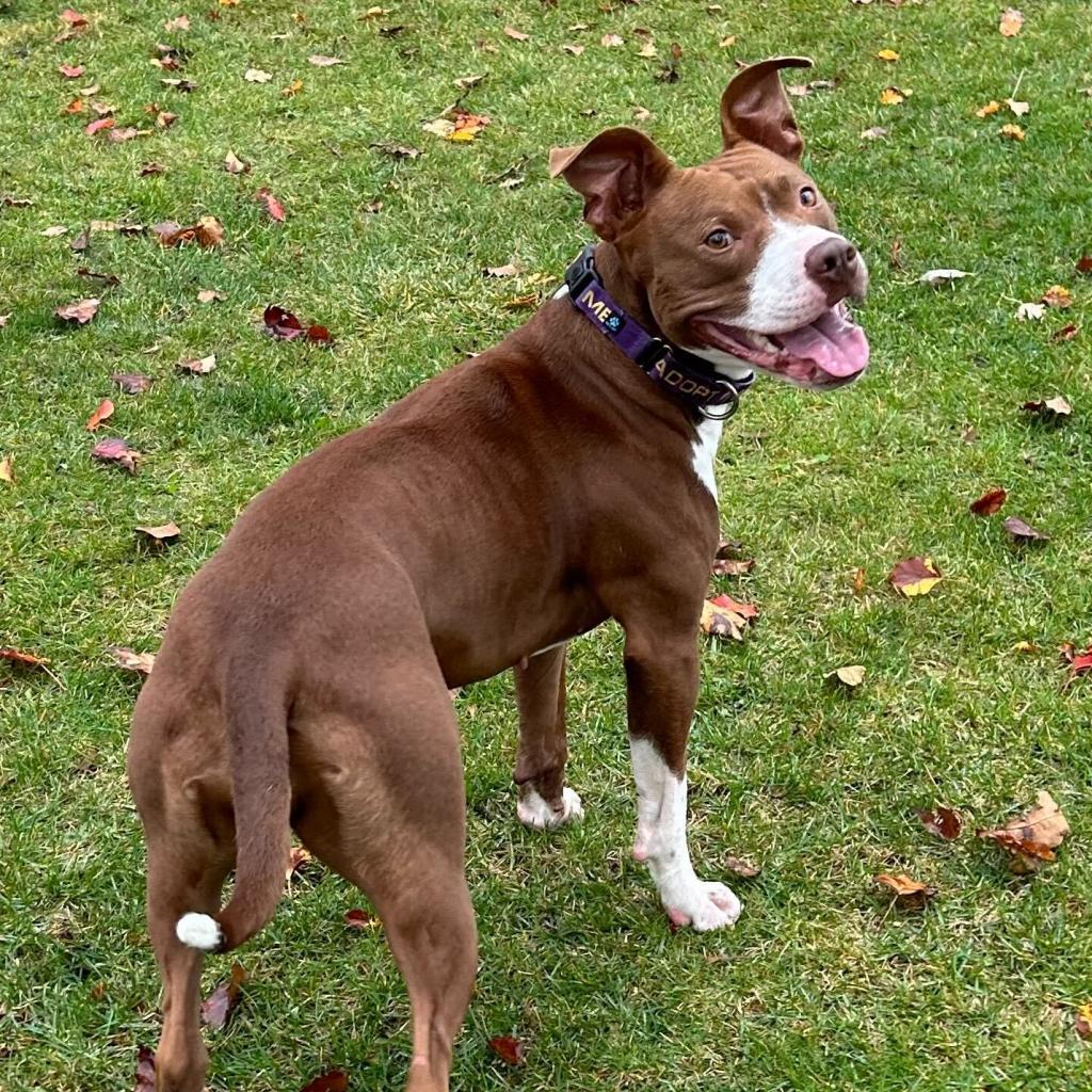 Millie - In Foster, an adoptable American Staffordshire Terrier in Grand Rapids, MI, 49503 | Photo Image 4