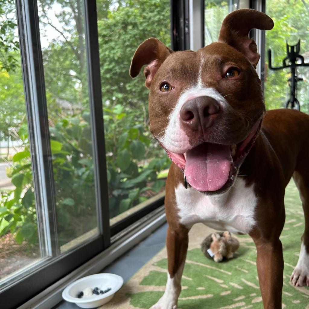 Millie - In Foster, an adoptable American Staffordshire Terrier in Grand Rapids, MI, 49503 | Photo Image 5