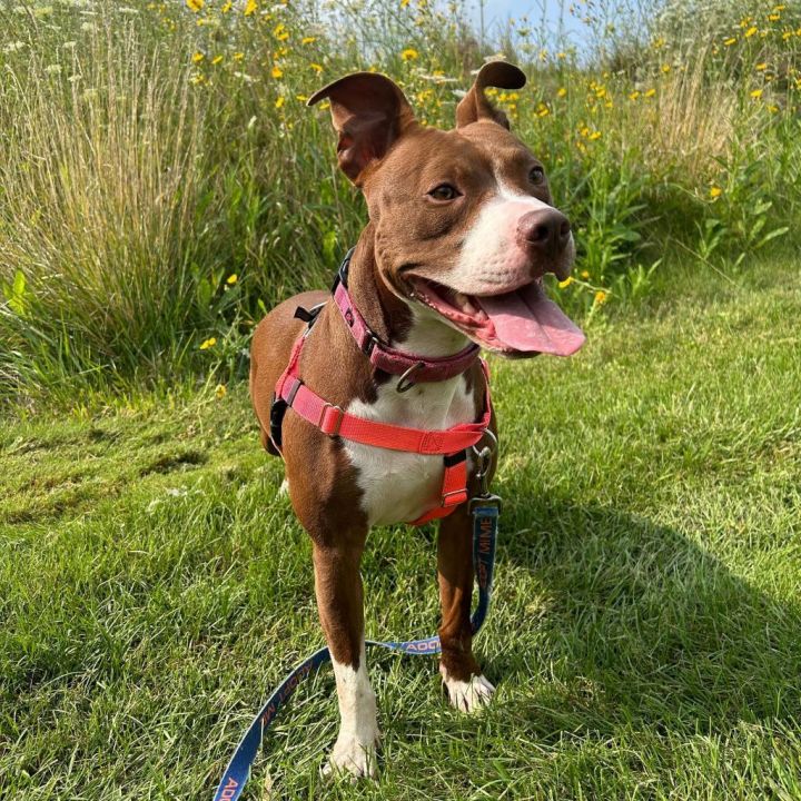 Millie - In Foster 6