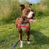 Millie - In Foster