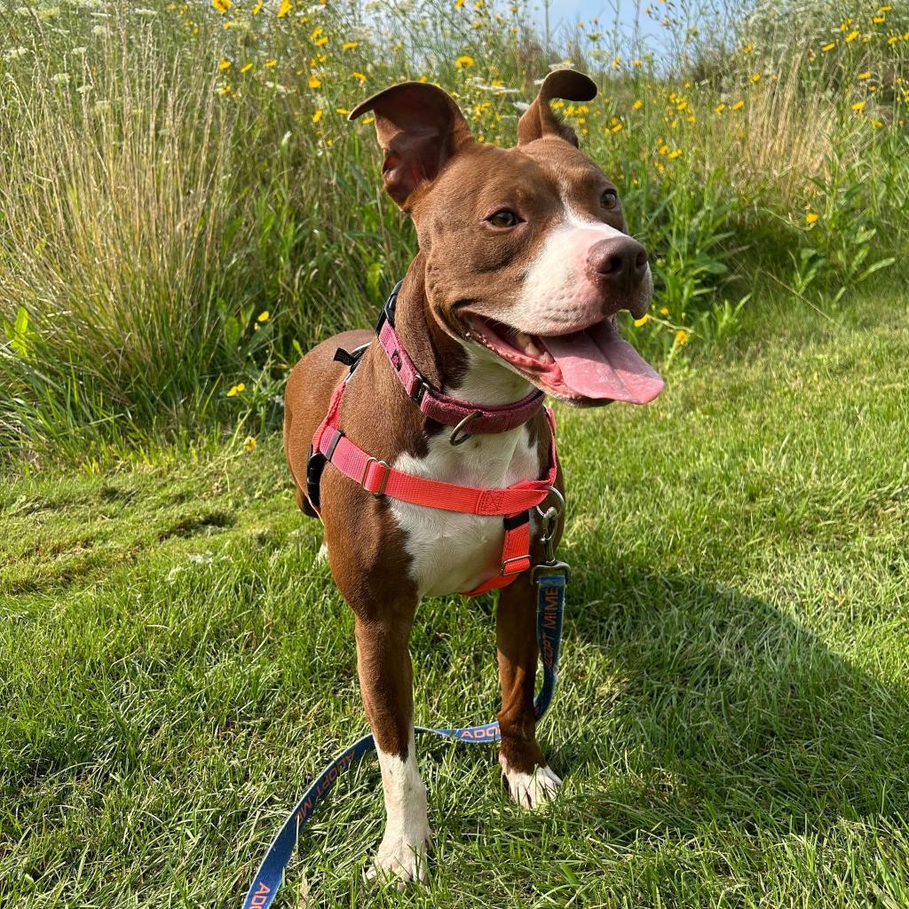 Millie - In Foster, an adoptable American Staffordshire Terrier in Grand Rapids, MI, 49503 | Photo Image 6