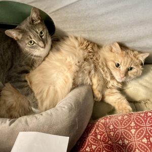 Main (& Whiskers)