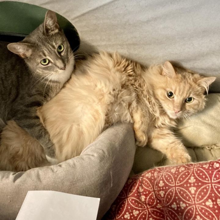 Main (& Whiskers) 2