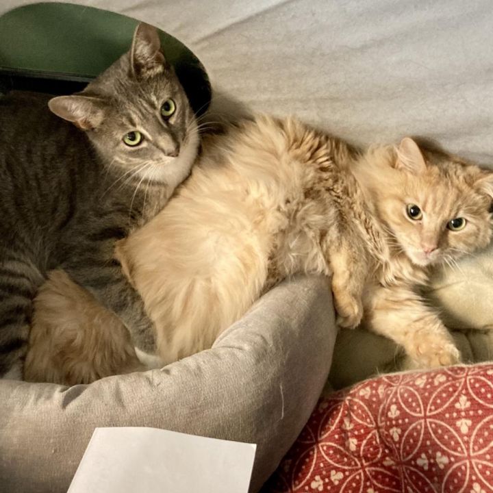 Whiskers (& Main) 1