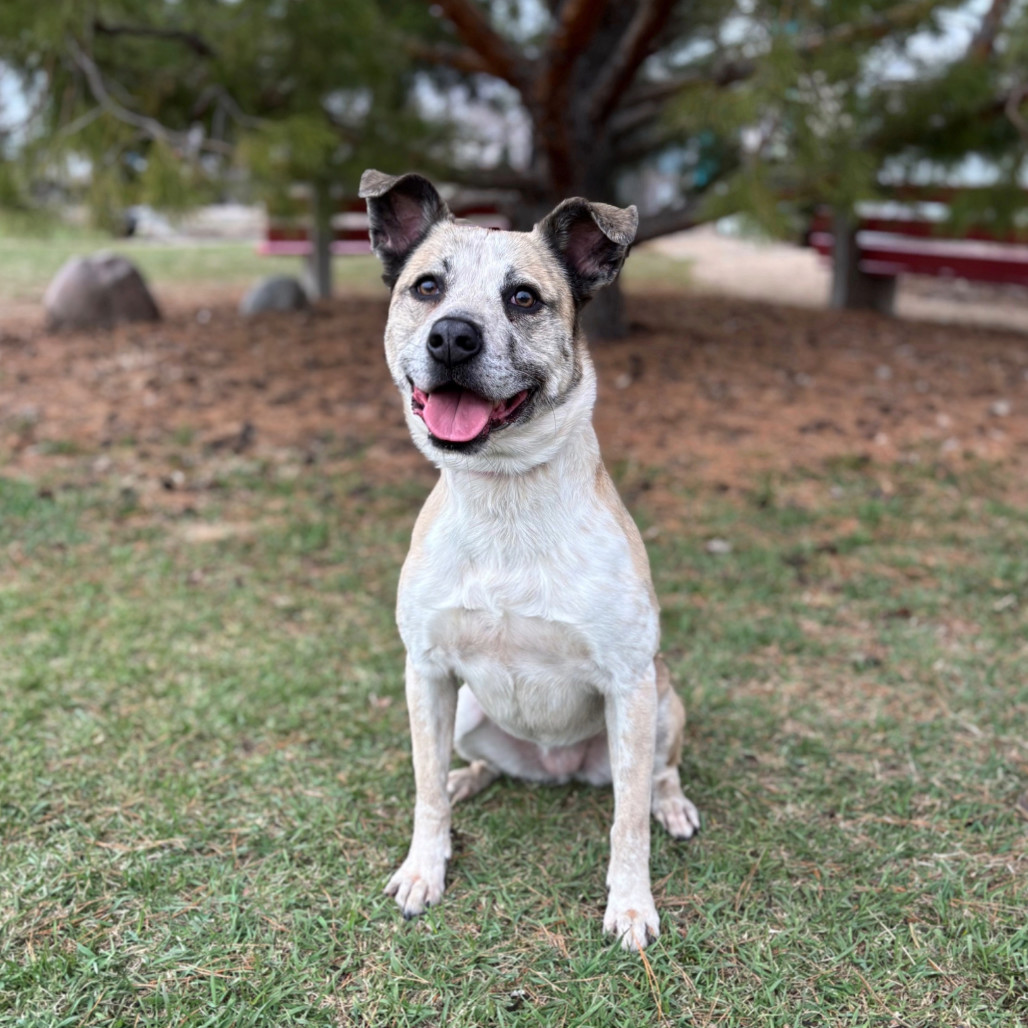 Custard--In Foster, an adoptable Terrier in Fargo, ND, 58102 | Photo Image 1