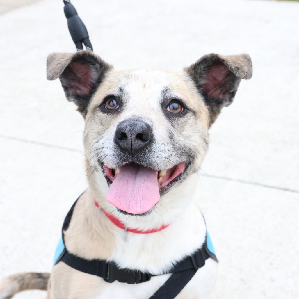 Custard--In Foster, an adoptable Terrier in Fargo, ND, 58102 | Photo Image 1