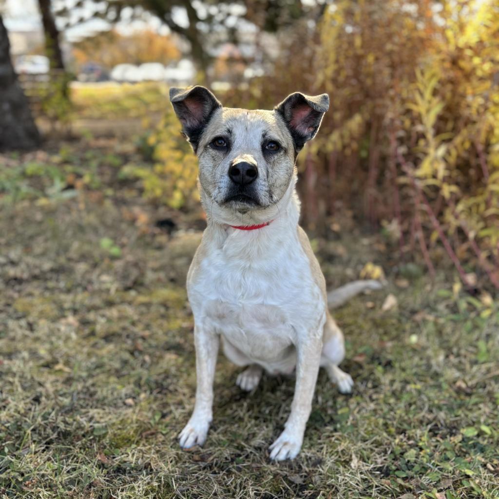 Custard--In Foster, an adoptable Terrier in Fargo, ND, 58102 | Photo Image 2