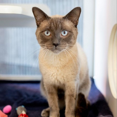 Anise, an adoptable Tonkinese, Domestic Short Hair in Chicago, IL, 60639 | Photo Image 1