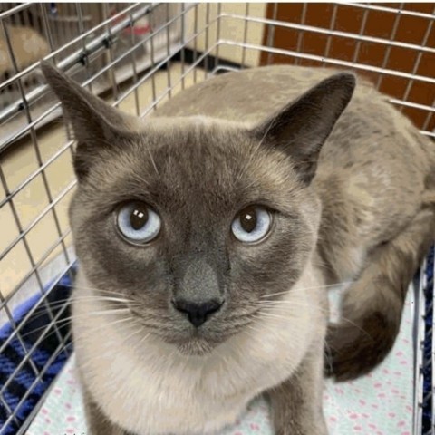 Anise, an adoptable Tonkinese, Domestic Short Hair in Chicago, IL, 60639 | Photo Image 2