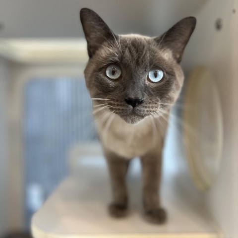 Anise, an adoptable Tonkinese, Domestic Short Hair in Chicago, IL, 60639 | Photo Image 3