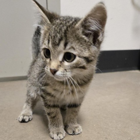 Peanut, an adoptable Domestic Short Hair in Cody, WY, 82414 | Photo Image 1