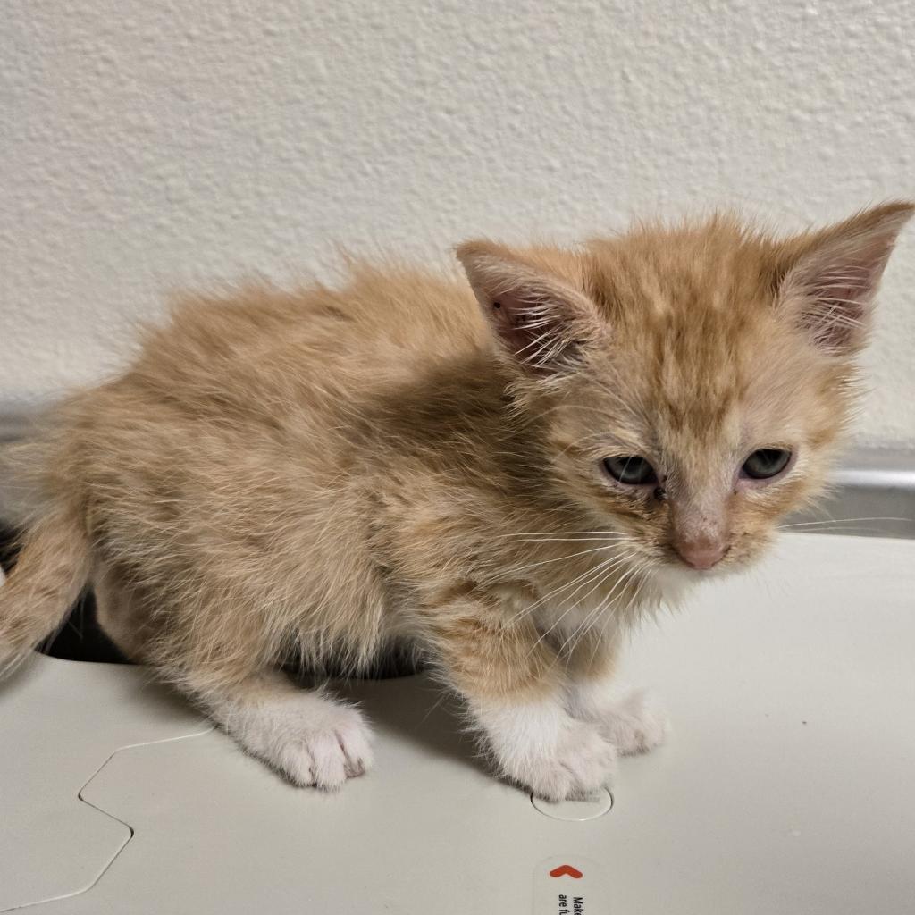 Toffee, an adoptable Domestic Short Hair in Cody, WY, 82414 | Photo Image 1