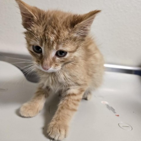 Butterscotch, an adoptable Domestic Short Hair in Cody, WY, 82414 | Photo Image 1